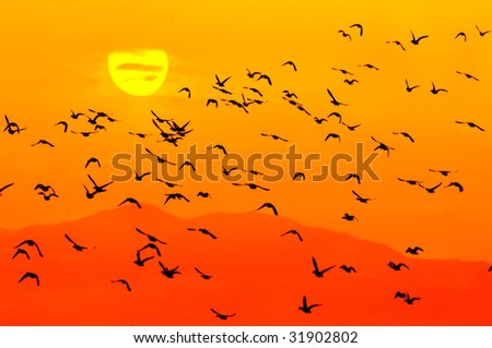 Birds flying above the sunset(See more birds and sunset backgrounds in my portfolio).