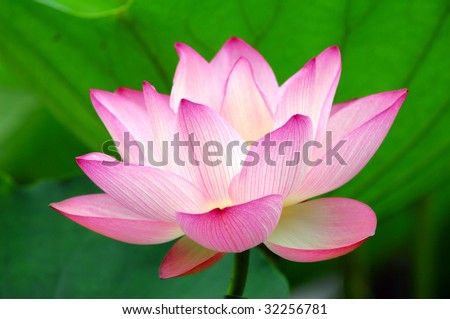 stock photo blooming lotus flower over green background