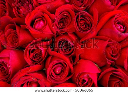 red rose flower background. stock photo : red rose