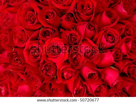 Red Rose Flower Background. stock photo : red rose