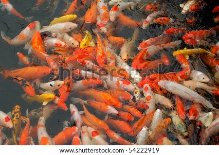Fishes In Water. fishes over water golden