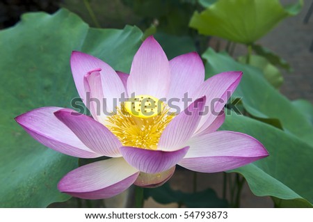Charming lotus bloom in the pond.