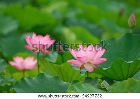 lotus bloom in the pond.