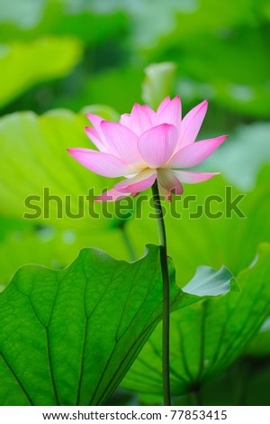 lotus bloom in the pond