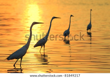 Egrets play in the water