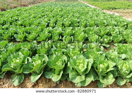 Cabbage in vegetable bed