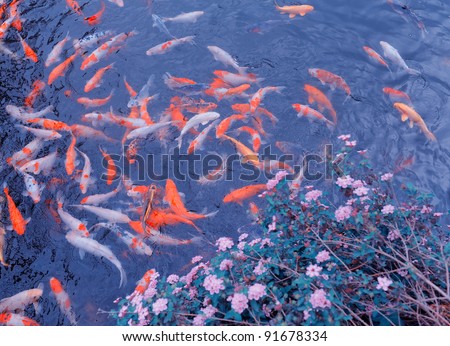 stock photo : Koi carps swimming in the Pond