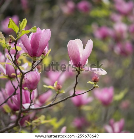 pink magnolia flowers isolated on white background