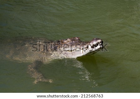 Saltwater Crocodile with head out of water
