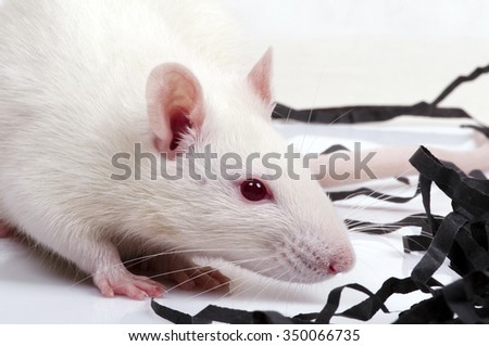 lab rat, closeup