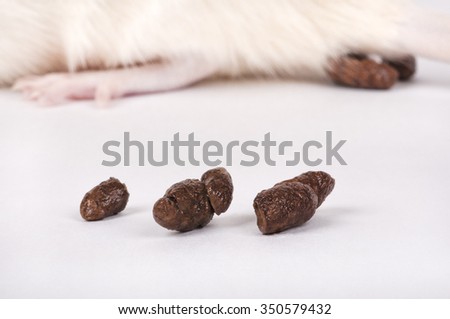 lab rat\'s excrements with a blurred rat on background, closeup