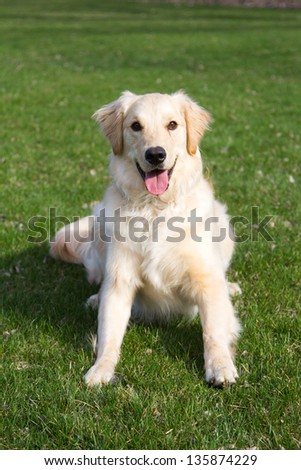 Excited Golden Retriever Dog Playing in the Park
