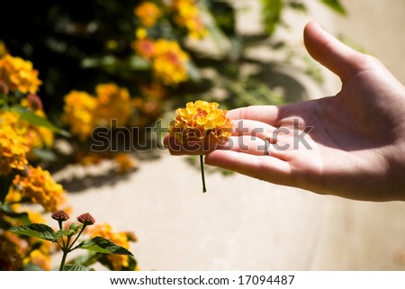 Yellow and Orange flowers being held between the fingers of a girl\'s hand.