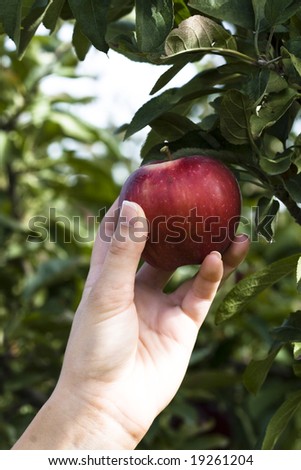 Color photograph of a female hand picking an apple from a tree.