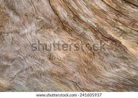 Abstract, wavy pattern in the wood of a tree stump in gray and brown