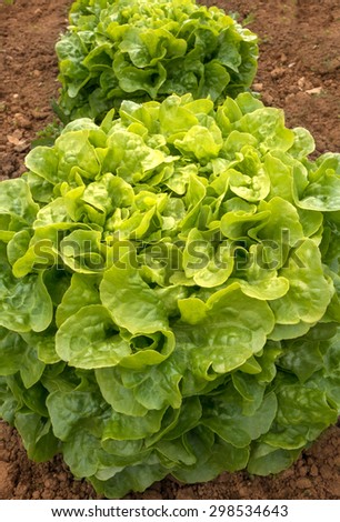Close-up of a large lettuce, that grows in the brown soil of a vegetable bed.
