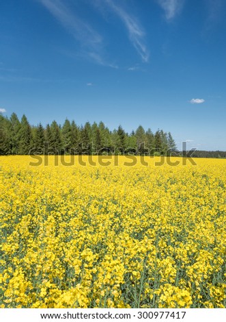 Yellow blooming rapeseed field on a forest with blue sky and light clouds in vertical format.