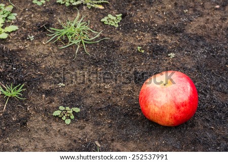 Red Apple lying on the scorched earth covered with ashes