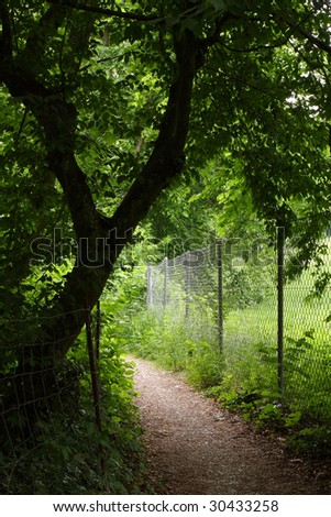 small path through forest