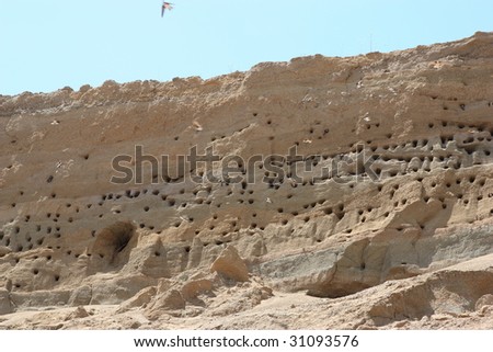 Swallow nests in sand and swallows flying
