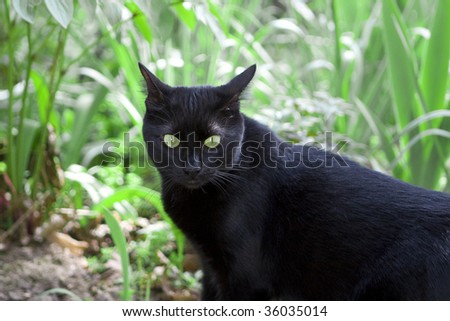 A black cat with green eyes, in the grass
