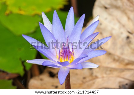 A beautiful lotus flower on the water