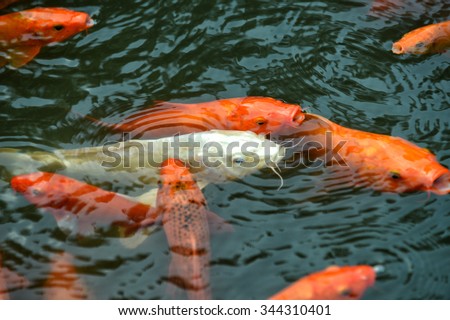 Gold Carp fish. This fish often live in the fish pond with water lilies.