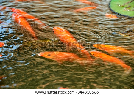 Gold Carp fish. This fish often live in the fish pond with water lilies.