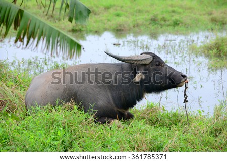 The water buffalo or domestic Asian water buffalo is a large bovidae originating in South Asia. In Vietnam, buffaloes are reared cattle to serve agricultural activities.