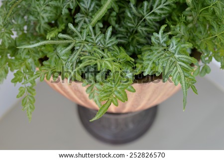 A fern plant in a stone vase