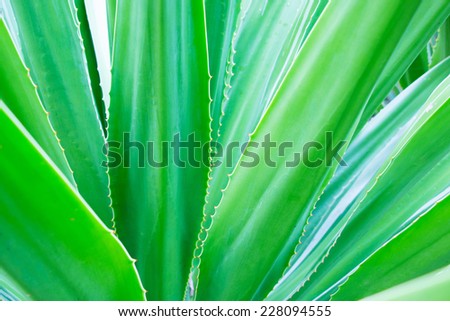 Cactus Leaf Pattern
