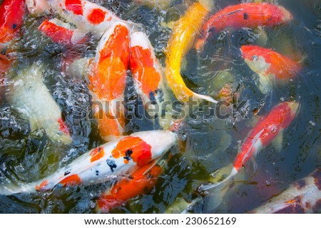 Koi Carps Fish Japanese swimming (Cyprinus carpio) beautiful color variations natural organic