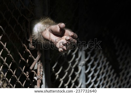 monkey hand out from the cage of zoo