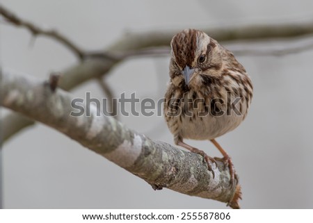 Savannah Sparrow perched on tree during snow storm