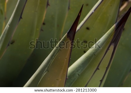Agava century plant closeup