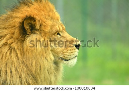 Profile of a male african lion with magnificent mane.