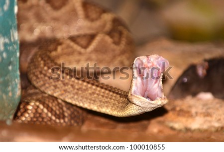 A rattle snake attack, frozen in time. The jaws are wide open as the snake attacks and the fangs are starting to emerge.