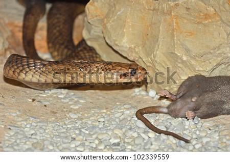 cobra eating rat