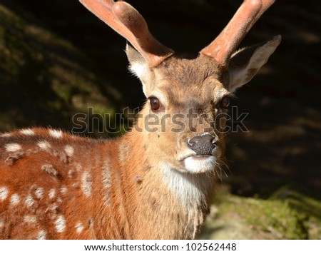 The male fallow deer (dama dama) with growing antlers covered in velvet in the spring