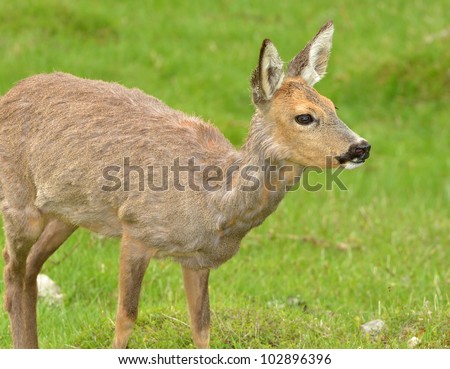 a roe deer (capriolus capriolus) looking very alert. A very shy and cute animal.