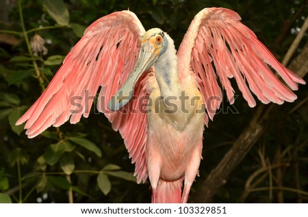 The roseate spoonbill showing off his beautiful rose coloured wings