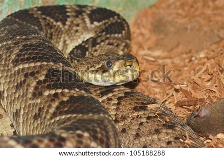 rattlesnake prey