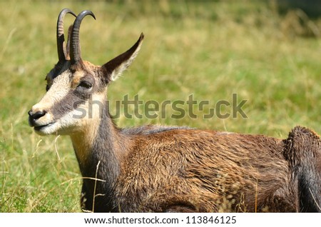 a chamois (european mountain  antelope) resting in the grass.  This pretty and timid animal was used for its supple skin to make chamois cloths for household cleaning.