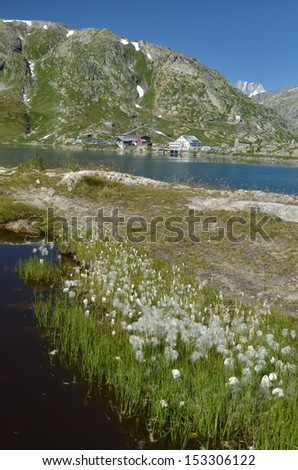 View of the  high Grimsel Pass and its lake in Switzerland. The only place where traffic can cross over the bernese alps, In the foreground cotton grass