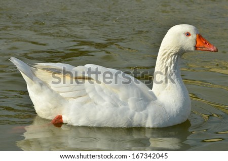 A white goose with violet coloured eyes and drops of water on its feathers, swimming in a lake