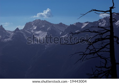 A dead larch frames the Bernese Alps in the distance.  The horizontal lines of the dead branches seemed to parallel the line of the summits in the distance.