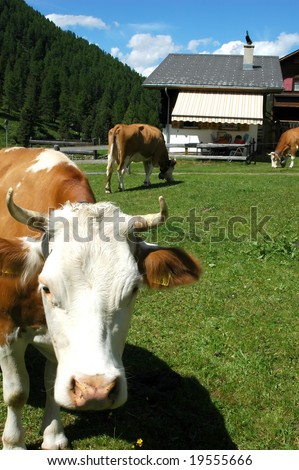 Cows in the garden of an alpine chalet. The two owners can just be made out sleeping  on sun loungers. this photo was taken in the swiss valley or Turtmann.