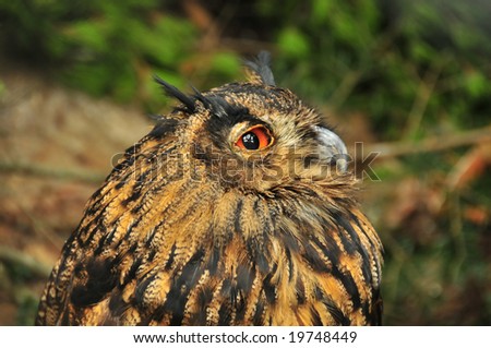 A great horned owl (bubus virginianus) looking wise, and sideways