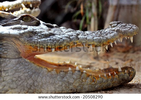 The impressive mouth of a siamese crocodile, with a broken tooth