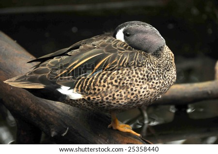 the male blue winged teal (duck family) resting with its head turned backwards and beak hidden under its wing